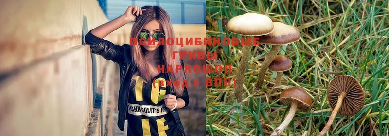 Псилоцибиновые грибы Magic Shrooms  Сорск 